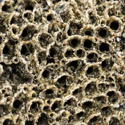 Récif construit par petit ver appelé hermelle (sabellaria alveolata)