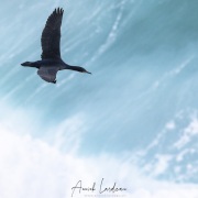 Cormoran audessus des vagues de l'Atlantique