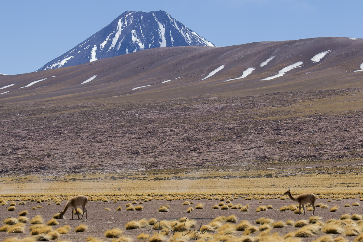 Vigognes - Désert d'Atacama