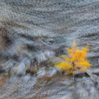 Mélèze en automne
