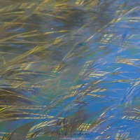 Fantaisie aquatique