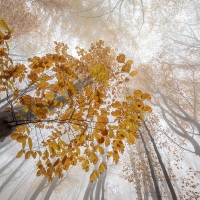 Fin d\'automne en forêt