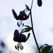 Lys martagon