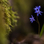 Scille à deux feuilles