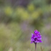 Orchis de Fuchs