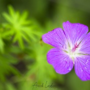 Géranium sanguin