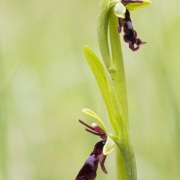 Ophrys mouche