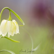 Fritillaire pintade