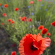 Champ de coquelicots et bluets