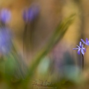 Scille à deux feuilles