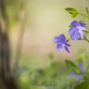 Petite pervenche