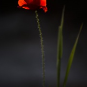Coquelicots