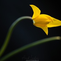 Tulipe sauvage