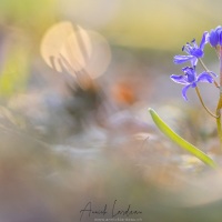 Scille à deux feuilles