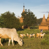 Bagan: Bétail broutant au milieu des pagodes