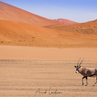Oryx dans les dunes