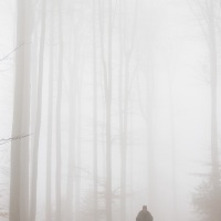 Brouillard sur la hêtraie
