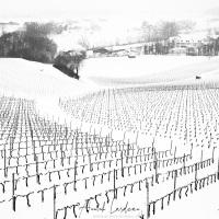 Vignoble vaudois sous la neige