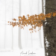Forêt sous la neige, région lausannoise