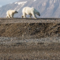 Ours polaire: arrivée de maman ours et sa progéniture