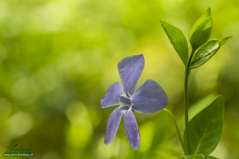 Vinca minor