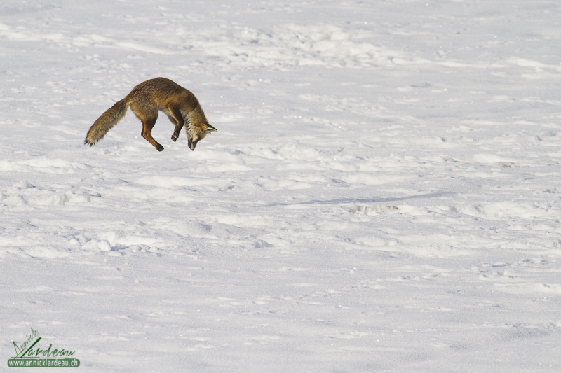 Renard roux