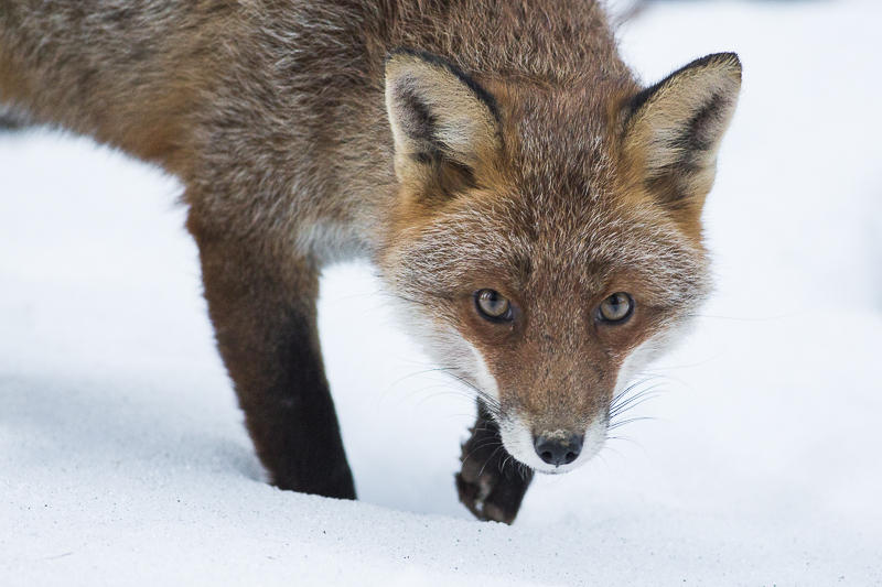 Renard roux