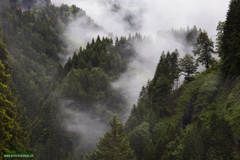 Forêt et brouillard