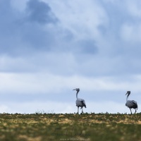 Grue du Paradis