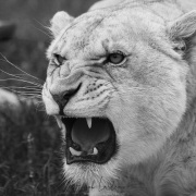 Lionne dans un centre de soin