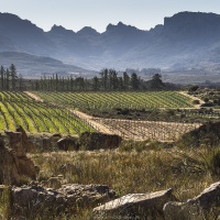 Vignoble du Cederberg