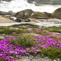 Asters en bord d'océan