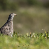 Francolin criard