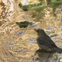 Tisserin du Cap: femelle