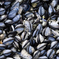 Essaim de moules