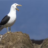 Goéland dominicain