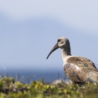 Ibis Hagedash