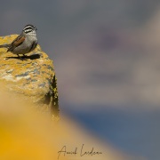 Bruant du Cap