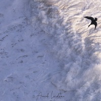 Cormoran audessus des vagues de l'Atlantique