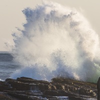 Goélands et cormoransindifférents aux vagues