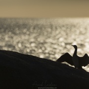 Cormoran