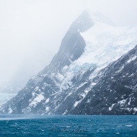 Drigalsky fjord - Georgie du Sud