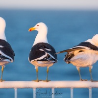 Goeland dominicain