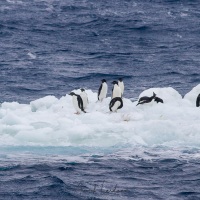 Manchot adélie sur iceberg