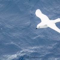 Petrel des neiges