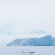 Banquise  et icebergs