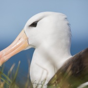 Albatros à sourcils noirs
