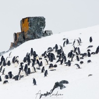 Manchot à jugulaire