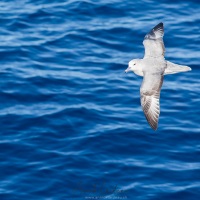 Fulmar antarctique