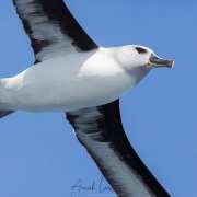 Albatros à tête grise